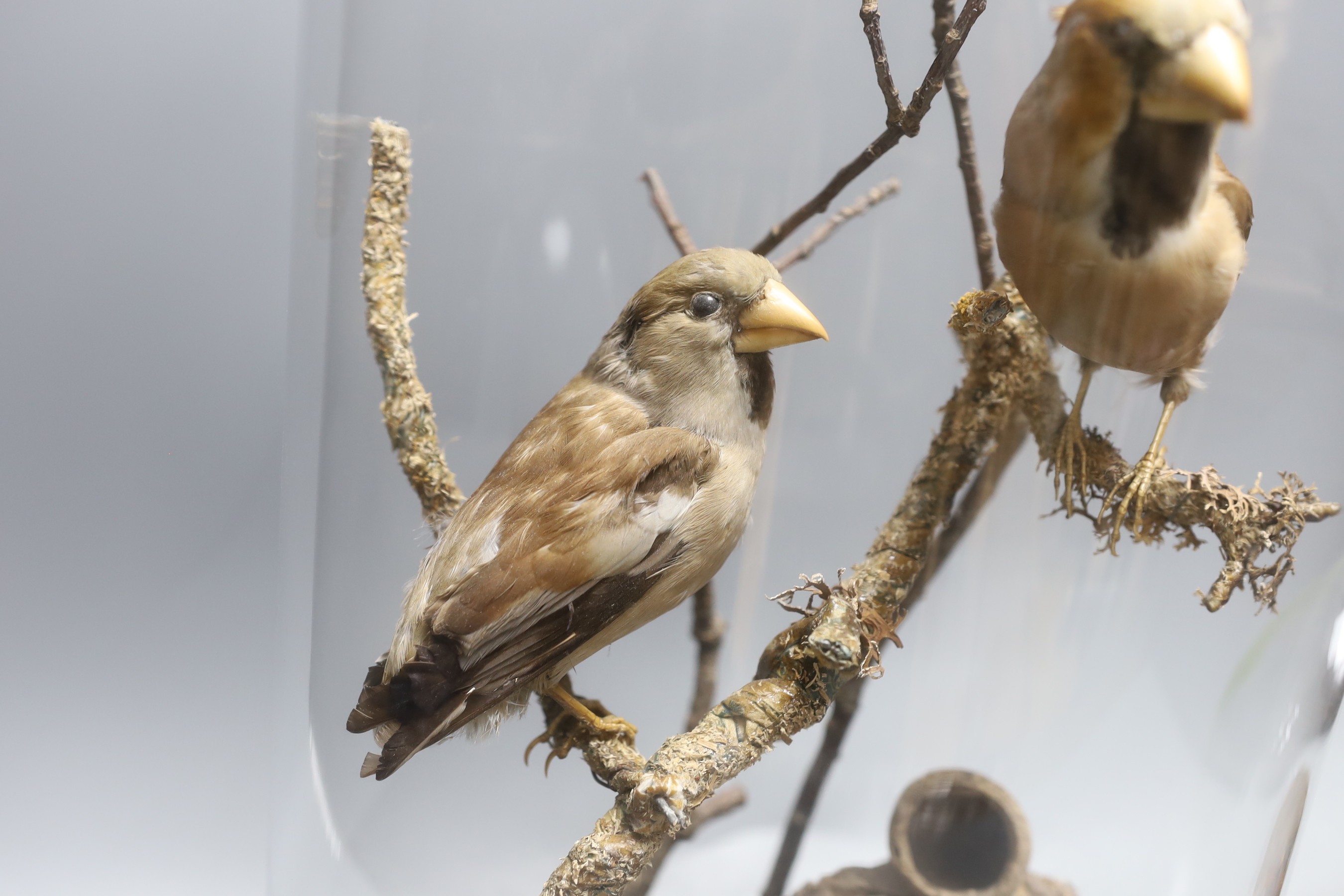 Taxidermy- a group of two hawfinches and another of a robin, each under a glass dome, tallest 45 cm high (2)